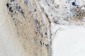 Mold Documentation for Insurance Claims in Reedsburg, WI